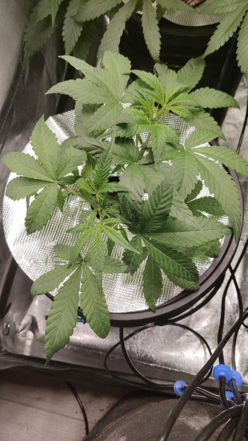 Cherry 7Up Auto DWC Indoor. Week 4
