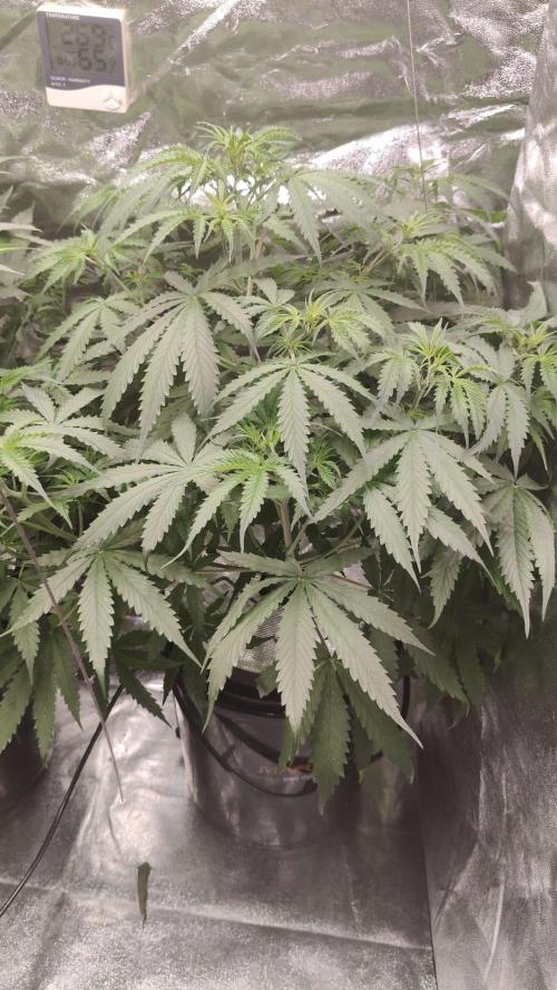 Kush Auto DWC Indoor. Week 5