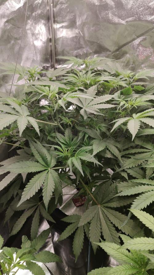 Apple Fritter Auto DWC Indoor. Week 5