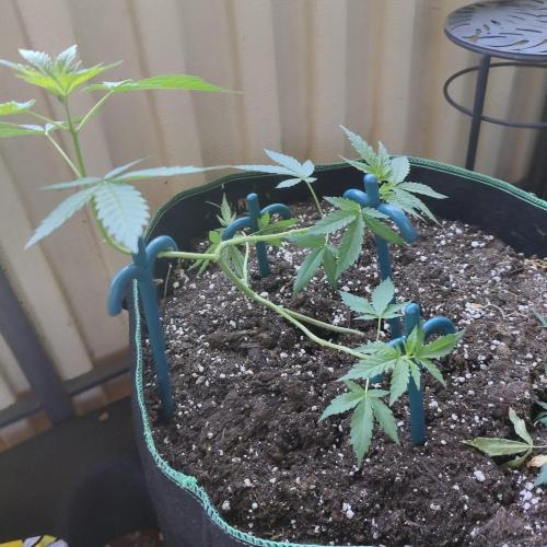 Northern Lights. Week 9