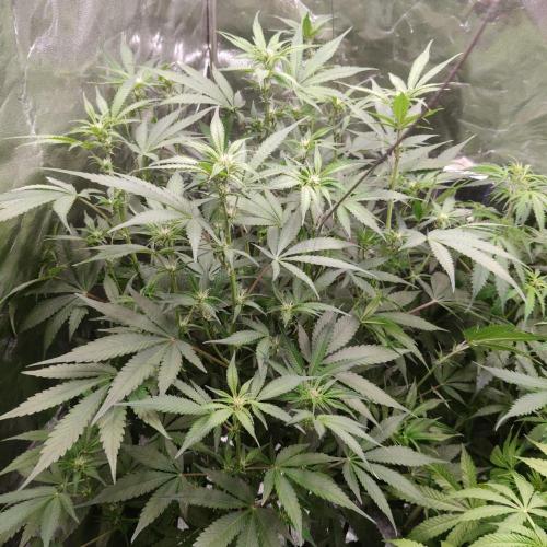 Apple Fritter Auto DWC Indoor. Week 6