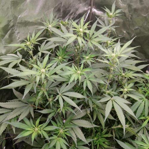 Apple Fritter Auto DWC Indoor. Week 6