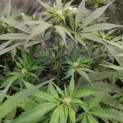 Apple Fritter Auto DWC Indoor. Week 6