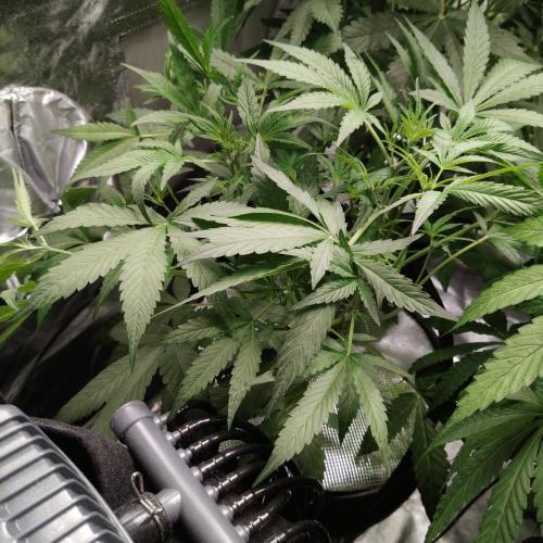 Cherry 7Up Auto DWC Indoor. Week 5