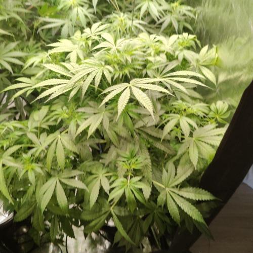 Strawberry Haze Auto DWC Indoor. Week 6