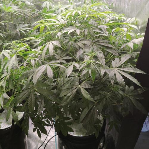 Strawberry Haze Auto DWC Indoor. Week 6