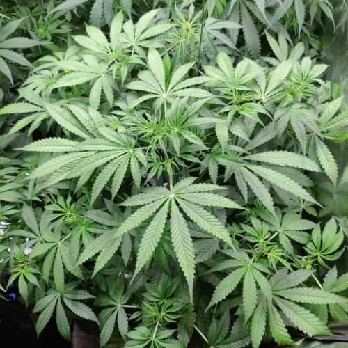 Strawberry Haze Auto DWC Indoor. Week 6