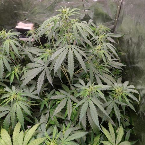 Kush Auto DWC Indoor. Week 6