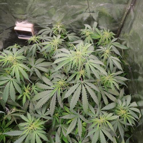 Kush Auto DWC Indoor. Week 6