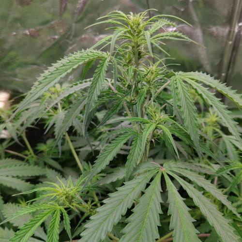 Kush Auto DWC Indoor. Week 6