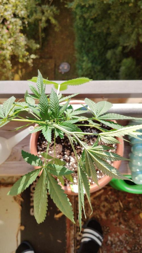 Swiss Skunk Auto Outdoor. Week 9
