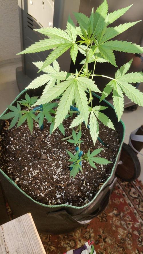 Northern Lights Outdoor. Week 10