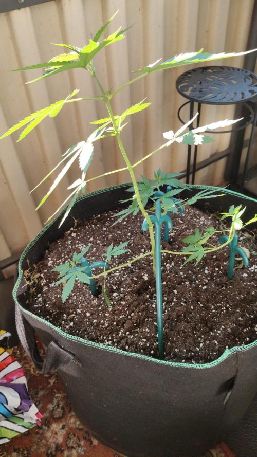 Northern Lights Outdoor. Week 10