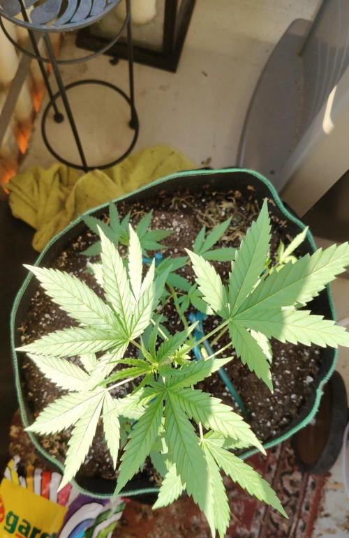 Northern Lights Outdoor. Week 10