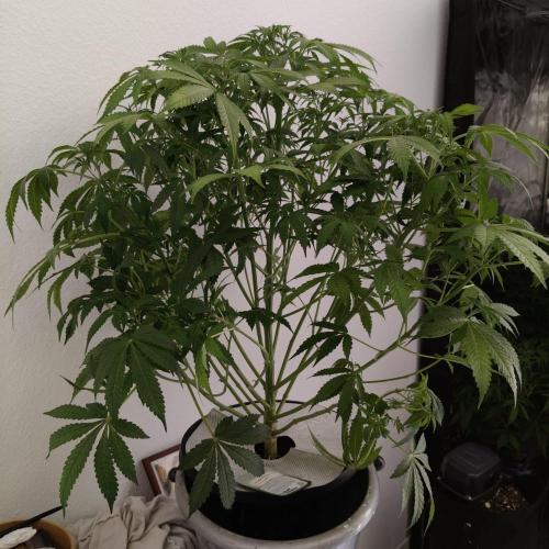 Strawberry Haze Auto DWC Indoor. Week 6 - day 45