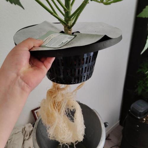 Strawberry Haze Auto DWC Indoor. Week 6 - day 45
