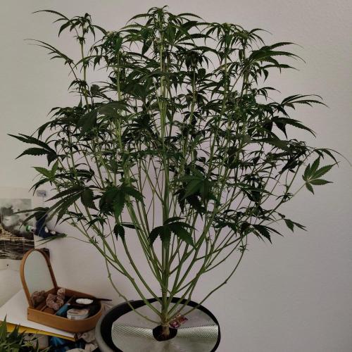 Apple Fritter Auto DWC Indoor. Week 6