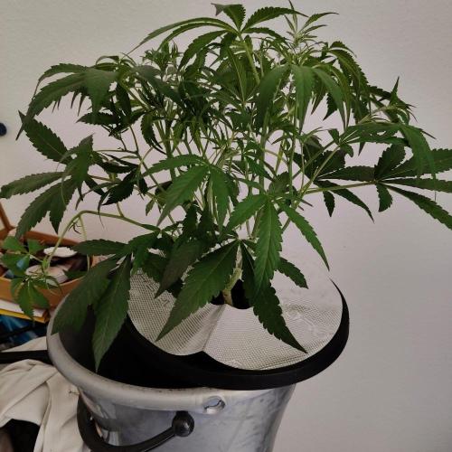 Cherry 7Up Auto DWC Indoor. Week 5