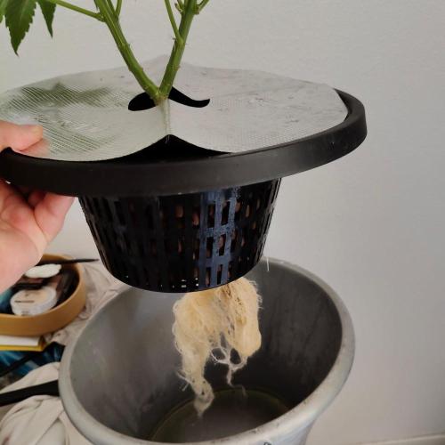 Cherry 7Up Auto DWC Indoor. Week 5