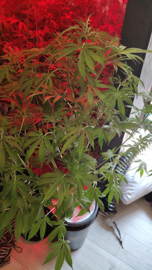 Strawberry Haze Auto DWC Indoor. Week 7