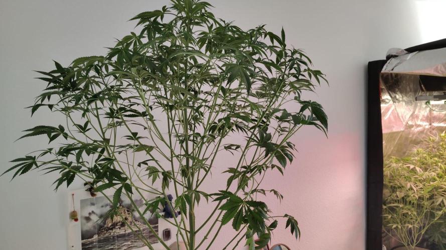 Strawberry Haze Auto DWC Indoor. Week 7