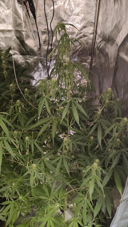 Kush Auto DWC Indoor. Week 7