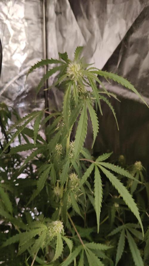 Kush Auto DWC Indoor. Week 7