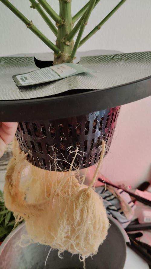 Kush Auto DWC Indoor. Week 7