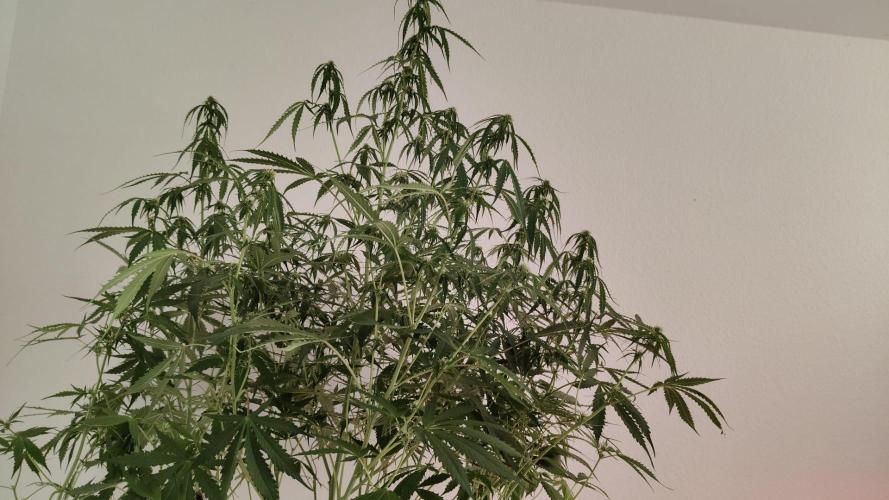 Kush Auto DWC Indoor. Week 7