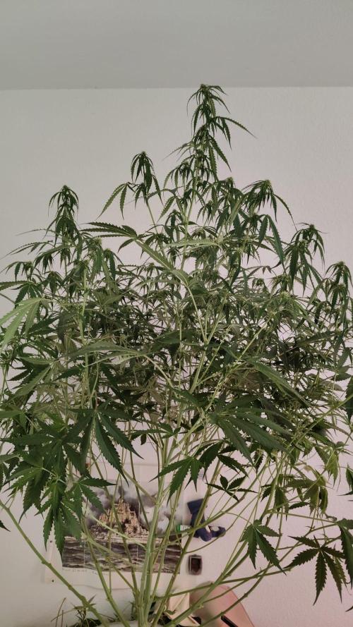 Kush Auto DWC Indoor. Week 7