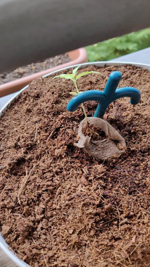 Blue Dream Outdoor. Week 2