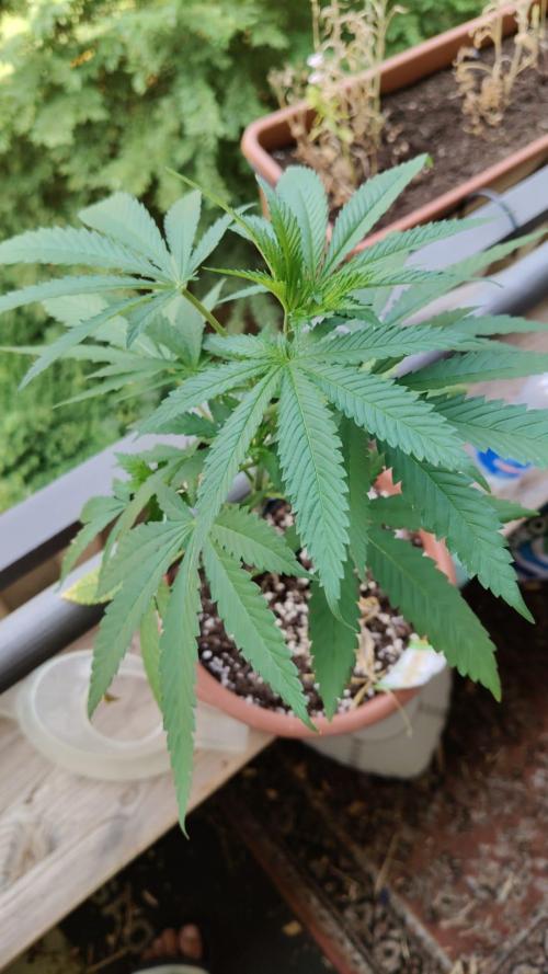 Swiss Skunk Auto Outdoor. Week 10