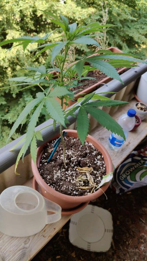 Swiss Skunk. Week 10