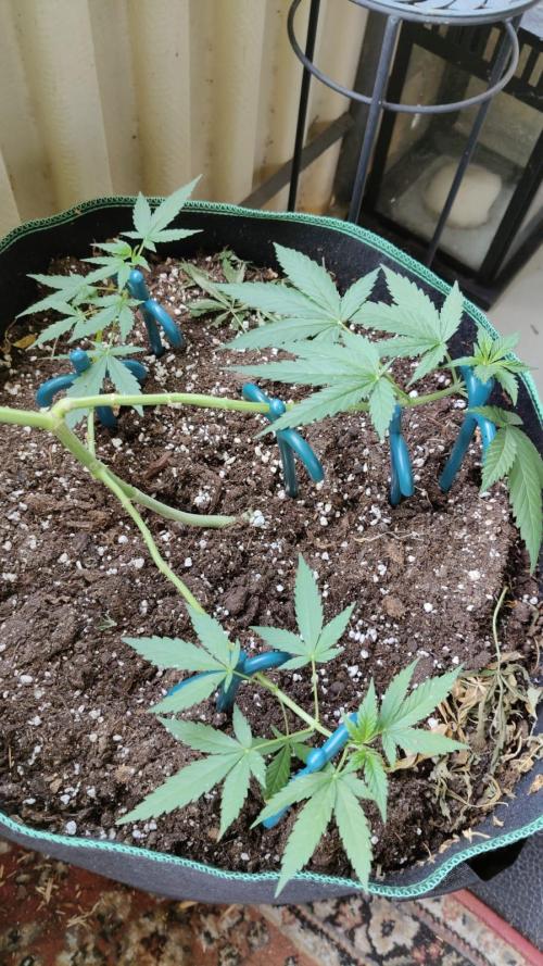 Northern Lights Outdoor. Week 11