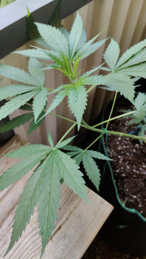 Northern Lights Outdoor. Week 11