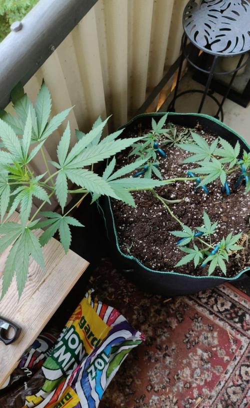Northern Lights Outdoor. Week 11