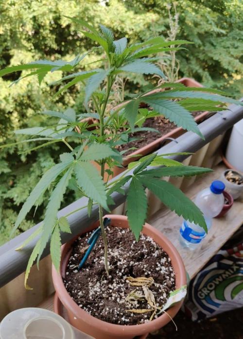 Swiss Skunk Auto Outdoor. Week 10