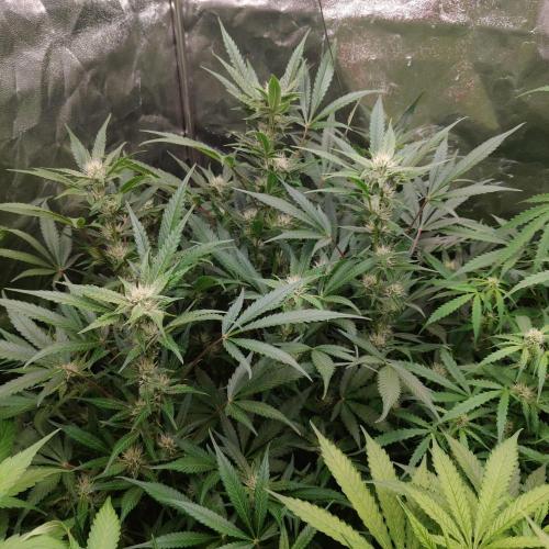 Apple Fritter Auto DWC Indoor. Week 7