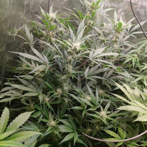 Apple Fritter Auto DWC Indoor. Week 7