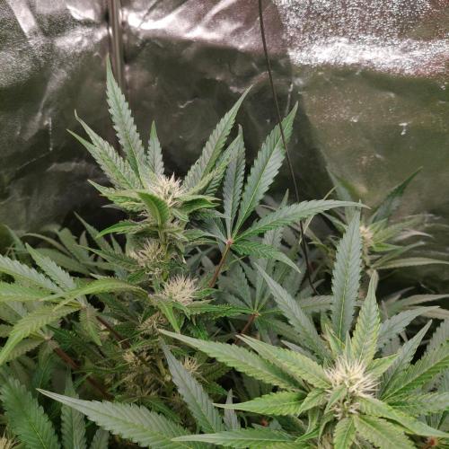 Apple Fritter Auto DWC Indoor. Week 7