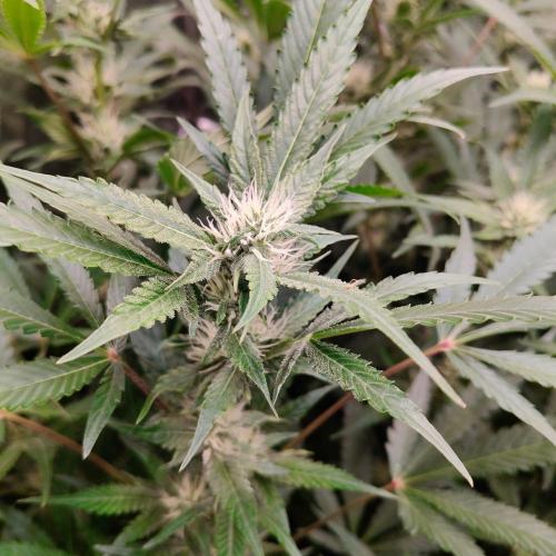 Apple Fritter Auto DWC Indoor. Week 7