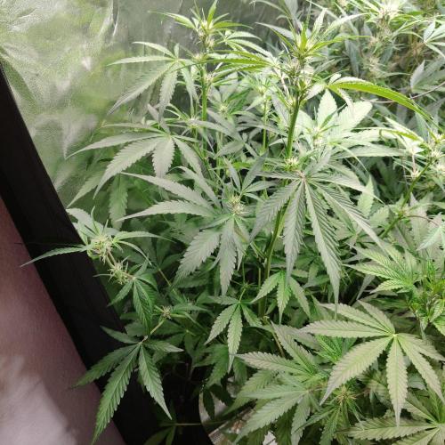 Cherry 7Up Auto DWC Indoor. Week 6