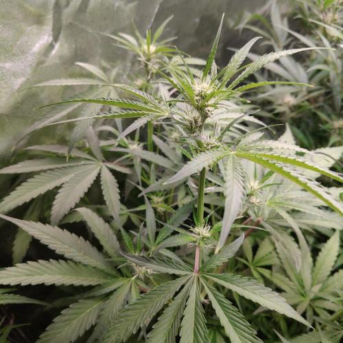 Cherry 7Up Auto DWC Indoor. Week 6