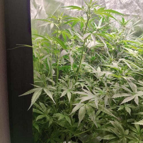 Cherry 7Up Auto DWC Indoor. Week 6
