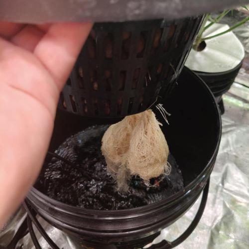 Cherry 7Up Auto DWC Indoor. Week 6