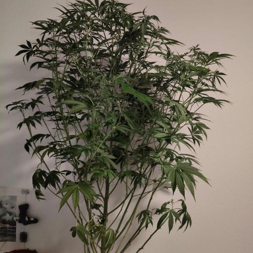 Strawberry Haze Auto DWC Indoor. Week 8