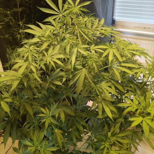 Strawberry Haze Auto DWC Indoor. Week 8