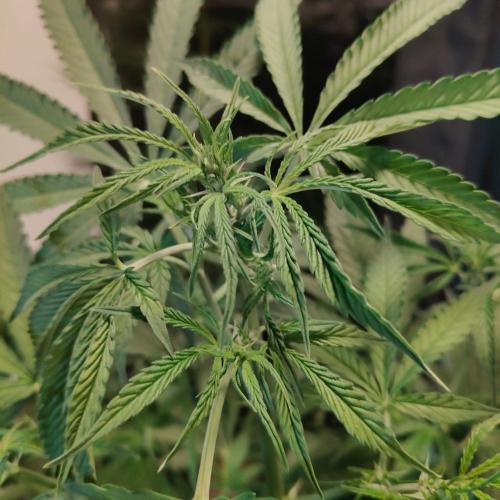 Strawberry Haze Auto DWC Indoor. Week 8