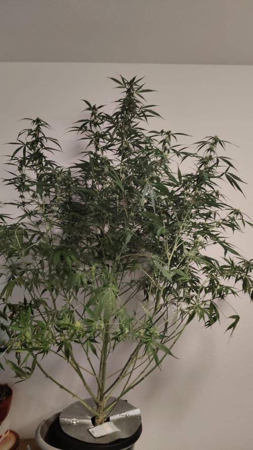 Kush Auto DWC Indoor. Week 8