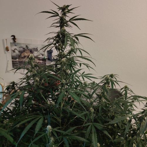 Kush Auto DWC Indoor. Week 8